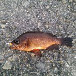 渋々ペロアジング