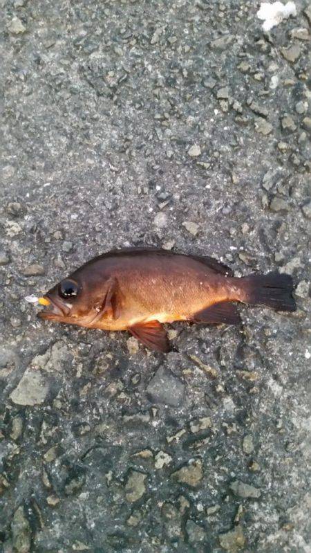 渋々ペロアジング