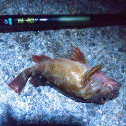 探り釣りは難しい…