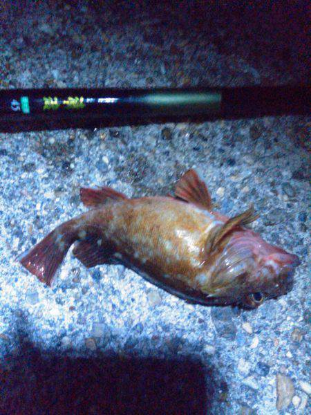 探り釣りは難しい…