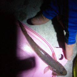 初タチ初キビレ