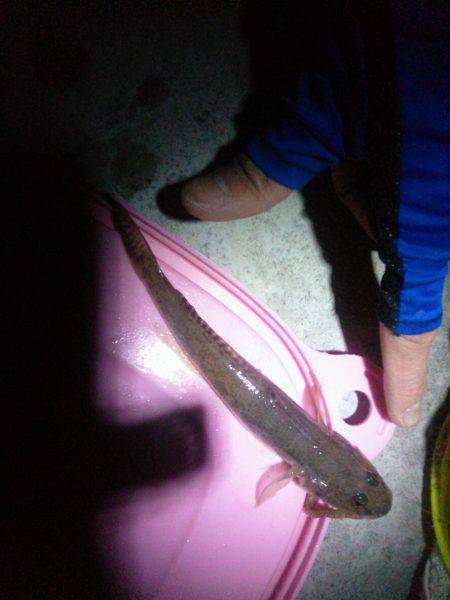 初タチ初キビレ