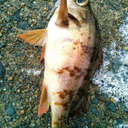 アオリのちメバリング~♪