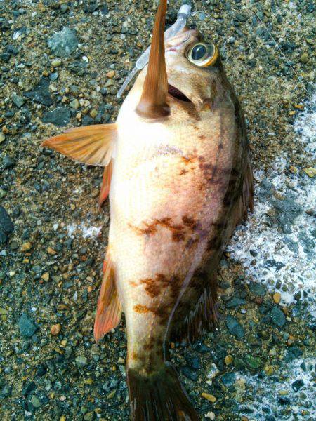 アオリのちメバリング～♪