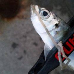 ギリギリ中!?アジングちょうさっ!