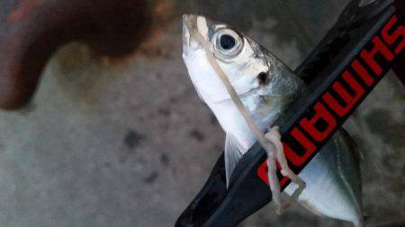 ギリギリ中!?アジングちょうさっ!