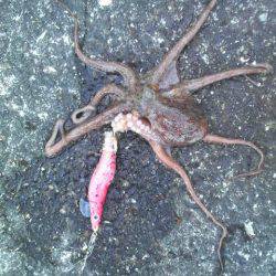 またまた良型のコウイカが釣れたよ！