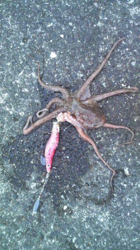 またまた良型のコウイカが釣れたよ！