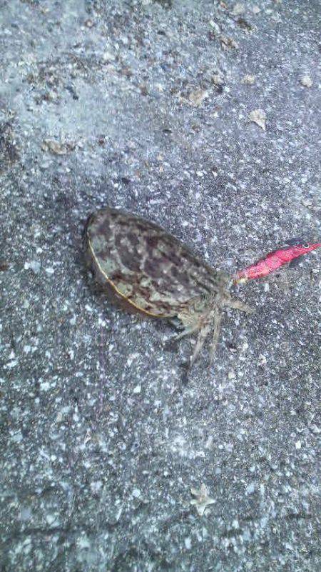 コウイカは今年４匹目です。