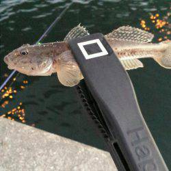 舞洲ルアーフィッシング