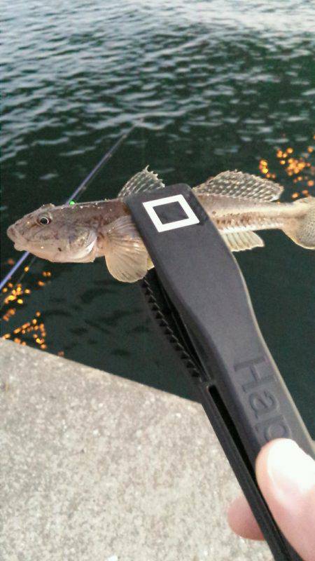 舞洲ルアーフィッシング