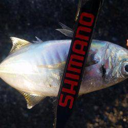 終盤戦でもまだまだ釣れる！？