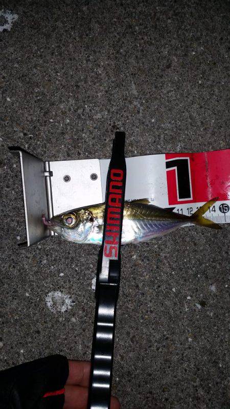 まだまだ釣れるぞ神戸アジング