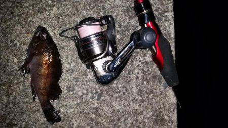 爆釣メバリング！！