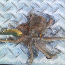 イカがダメならタコを釣るゾ!!