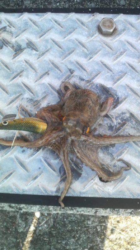 イカがダメならタコを釣るゾ!!