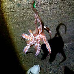 メバルリングでタコ