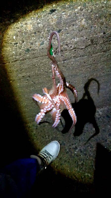 メバルリングでタコ