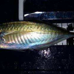 アジングカーニバル