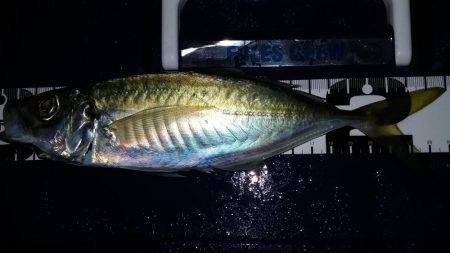 アジングカーニバル