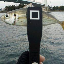 舞洲DAYアジング