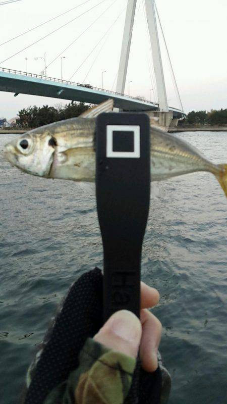 舞洲DAYアジング