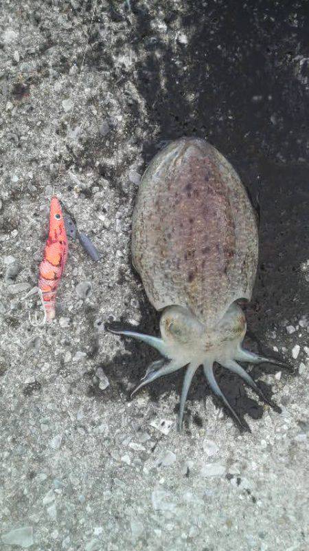 こんな日にもコウイカ釣れた！