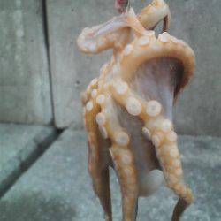 今日はタコ2匹きでした(^^♪