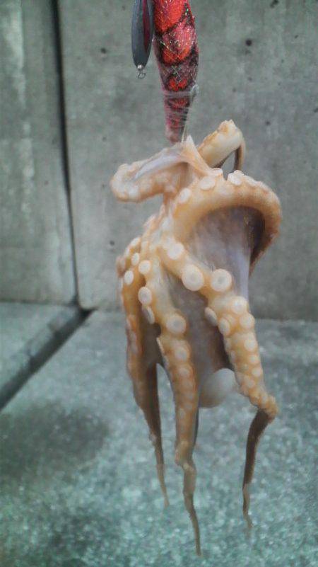 今日はタコ2匹きでした(^^♪