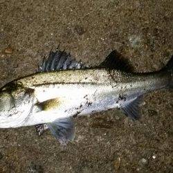 久しぶりに釣れました！