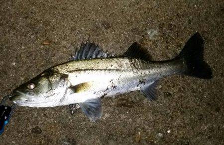 久しぶりに釣れました！