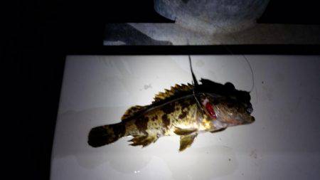 入れ食い！？メバリング