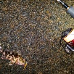 メバリングのはずが、まさかの良型ガシラ！！