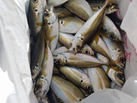 ジャンボアジはお留守でした。