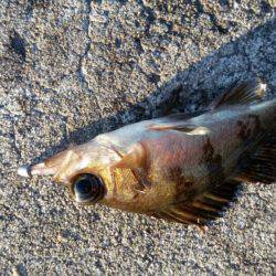 まだ居るの！？アジング