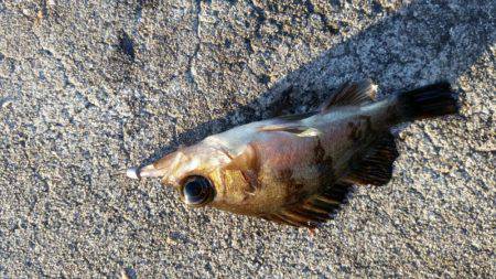 まだ居るの！？アジング