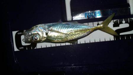 どおして君は2cm足りないの？