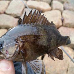 やっとでたー！旨アジー！！