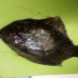 クリスマスカレイ