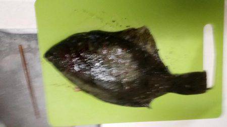 クリスマスカレイ