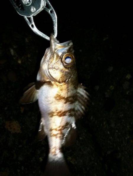 半年ぶりくらいに！