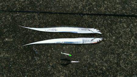 早朝タチウオまだいました。短い時合で2匹ゲ…