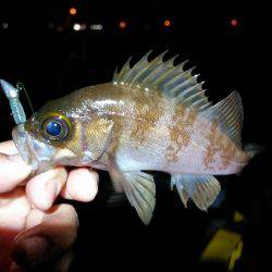 雨の中メバリング