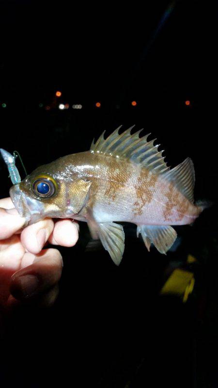 雨の中メバリング