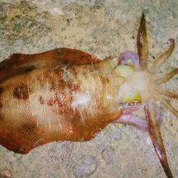 久しぶりのイカ