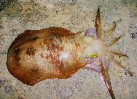 久しぶりのイカ