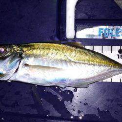 釣りのサンタさんこない