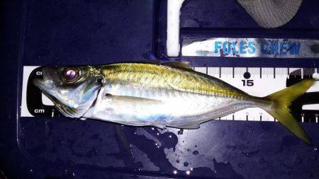 釣りのサンタさんこない