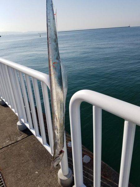 タチウオその他