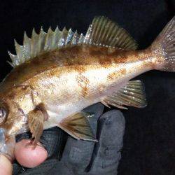 釣り納めメバリング